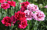 Red White Carnations Flower seeds for Planting Seasonal Bloomer Heirloom & GMO Free Seeds for Home Garden 
 
 Sale