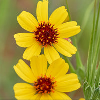 Greenthread Flower seeds for Planting Perfect for Borders Heirloom & GMO Free Seeds for Home Garden
