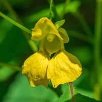 Yellow Impatiens Flower seeds for Planting - Cut Flower Favorite, Heirloom & GMO Free Seeds for Home Garden