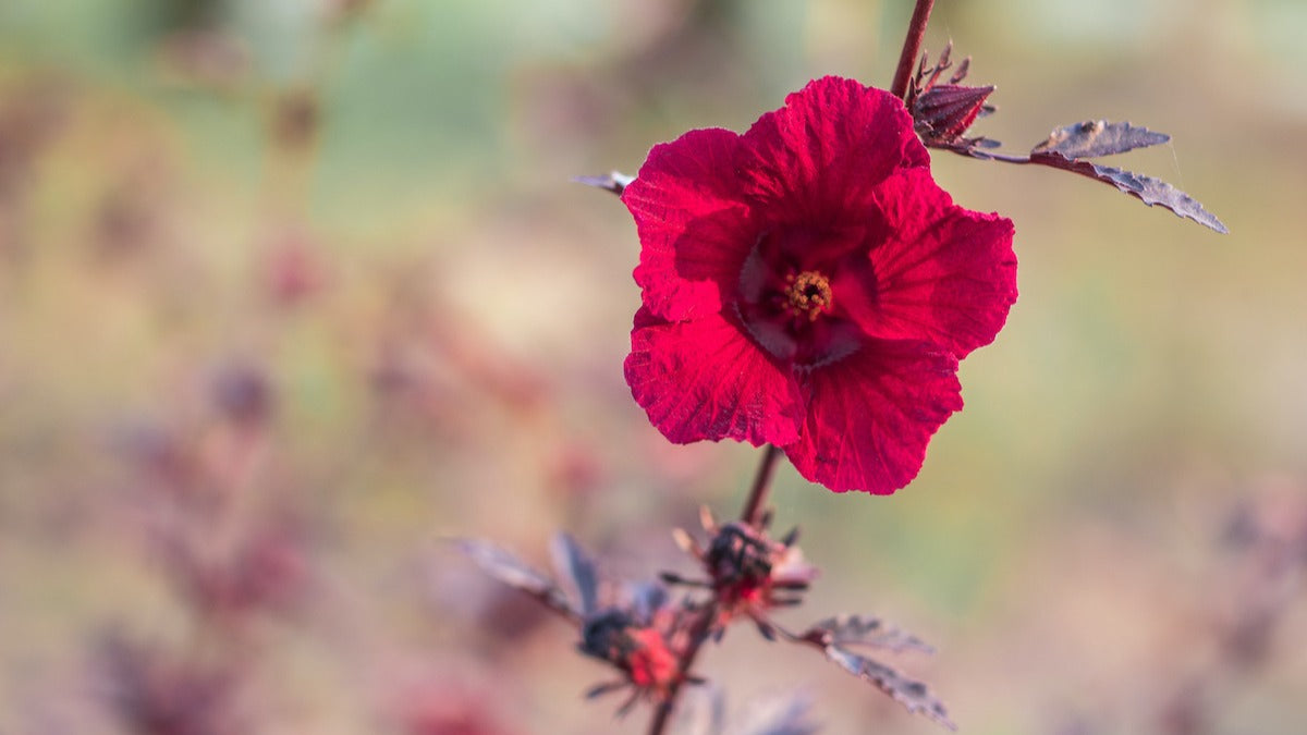 Cranberry Hibiscus Flower seeds for Planting Hardy Variety Heirloom & GMO Free Seeds for Home Garden