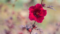 Cranberry Hibiscus Flower seeds for Planting Hardy Variety Heirloom & GMO Free Seeds for Home Garden