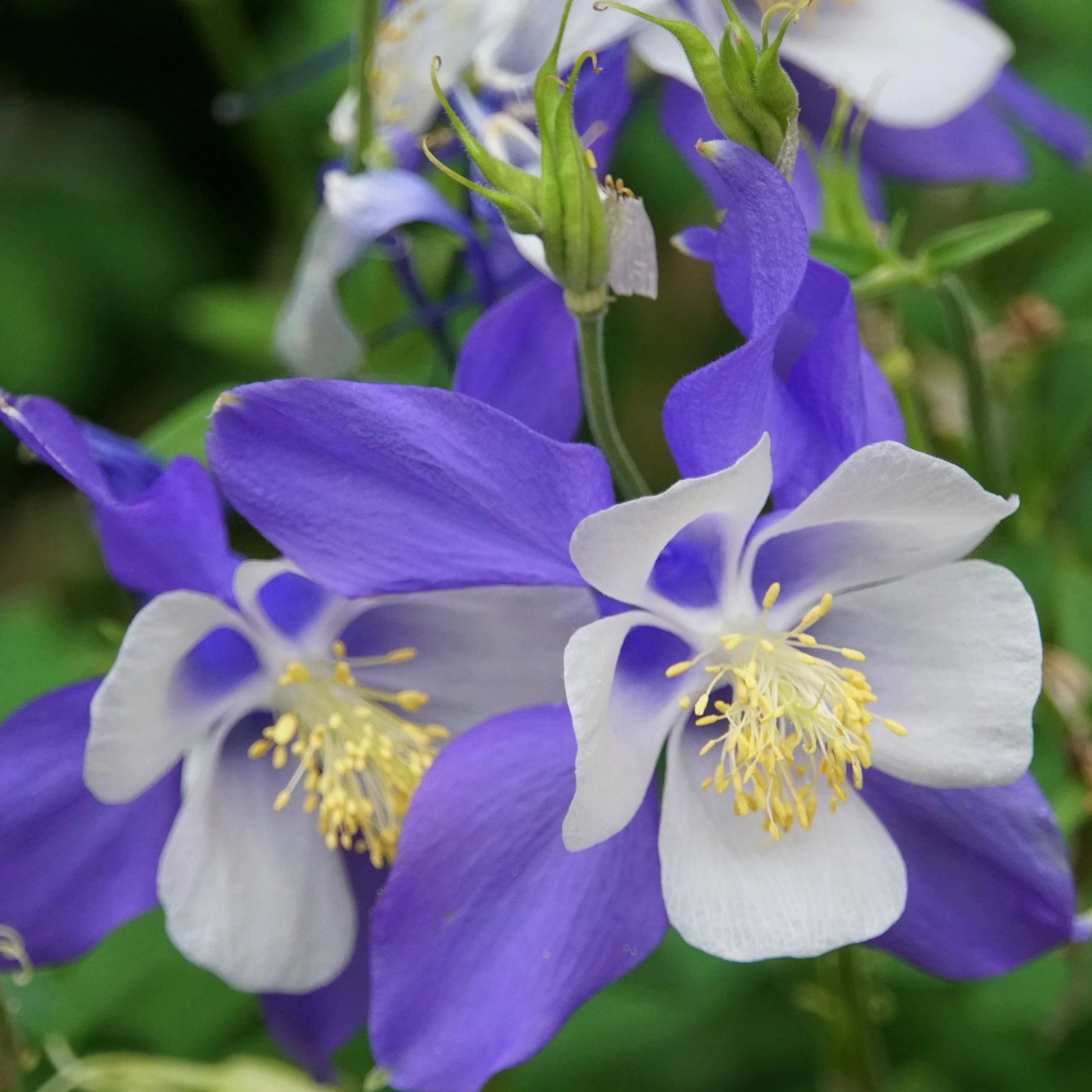 Aquilegia Coerulea Seeds for Planting - Blue & White Flowers