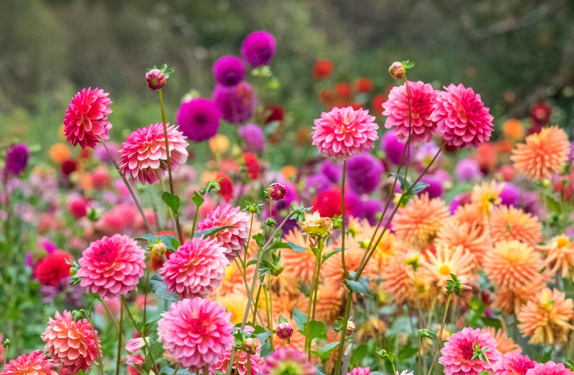 Dahlia Flower seeds for Planting Fragrant Blossoms Heirloom & GMO Free Seeds for Home Garden