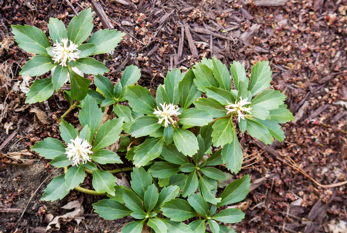Pachysandra Flower seeds for Planting Cottage Garden Essential Heirloom & GMO Free Seeds for Home Garden