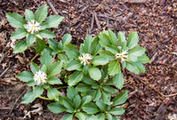 Pachysandra Flower seeds for Planting Cottage Garden Essential Heirloom & GMO Free Seeds for Home Garden
