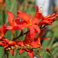 Red Crocosmia Lucifer Flower seeds for Planting Drought Tolerant Heirloom & GMO Free Seeds for Home Garden 
 
 Sale
