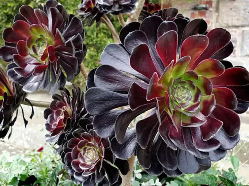 Black Succulent Flower Seeds Drought Tolerant Heirloom & GMO Free Seeds for Home Garden
 
 Sale