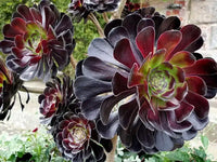 Black Succulent Flower Seeds Drought Tolerant Heirloom & GMO Free Seeds for Home Garden
 
 Sale