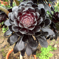 Arboreum Flower seeds for Planting Fragrant Blossoms Heirloom & GMO Free Seeds for Home Garden