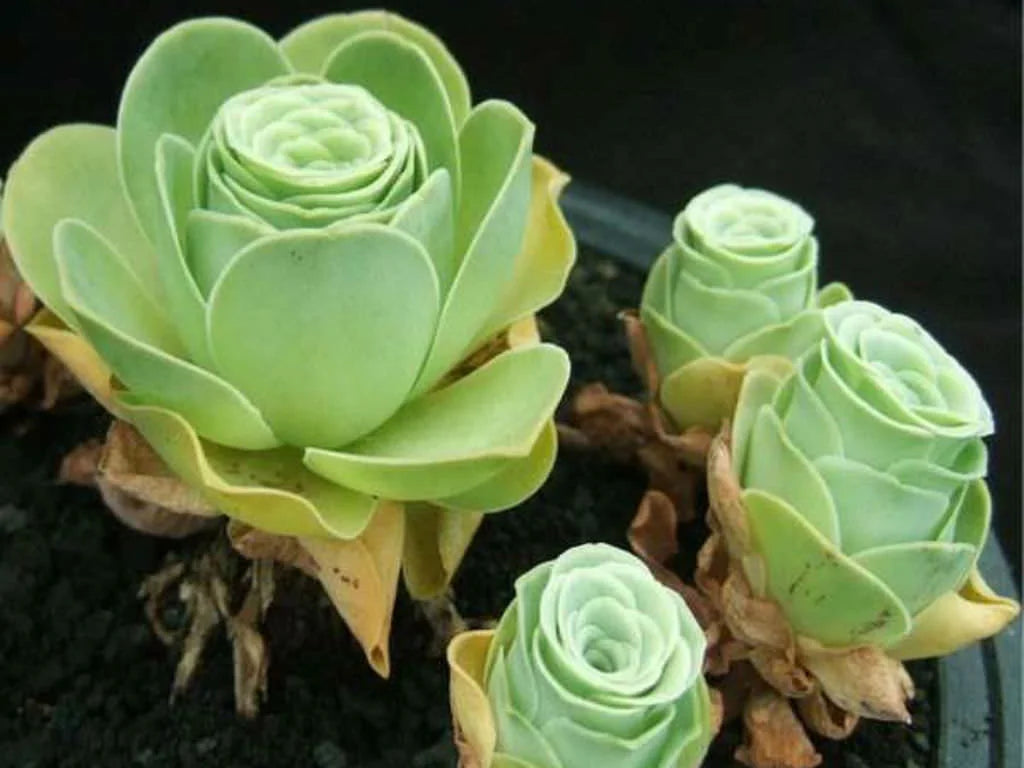Green Aeonium Greenovia Flower seeds for Planting - Seasonal Bloomer, Heirloom & GMO Free Seeds for Home Garden