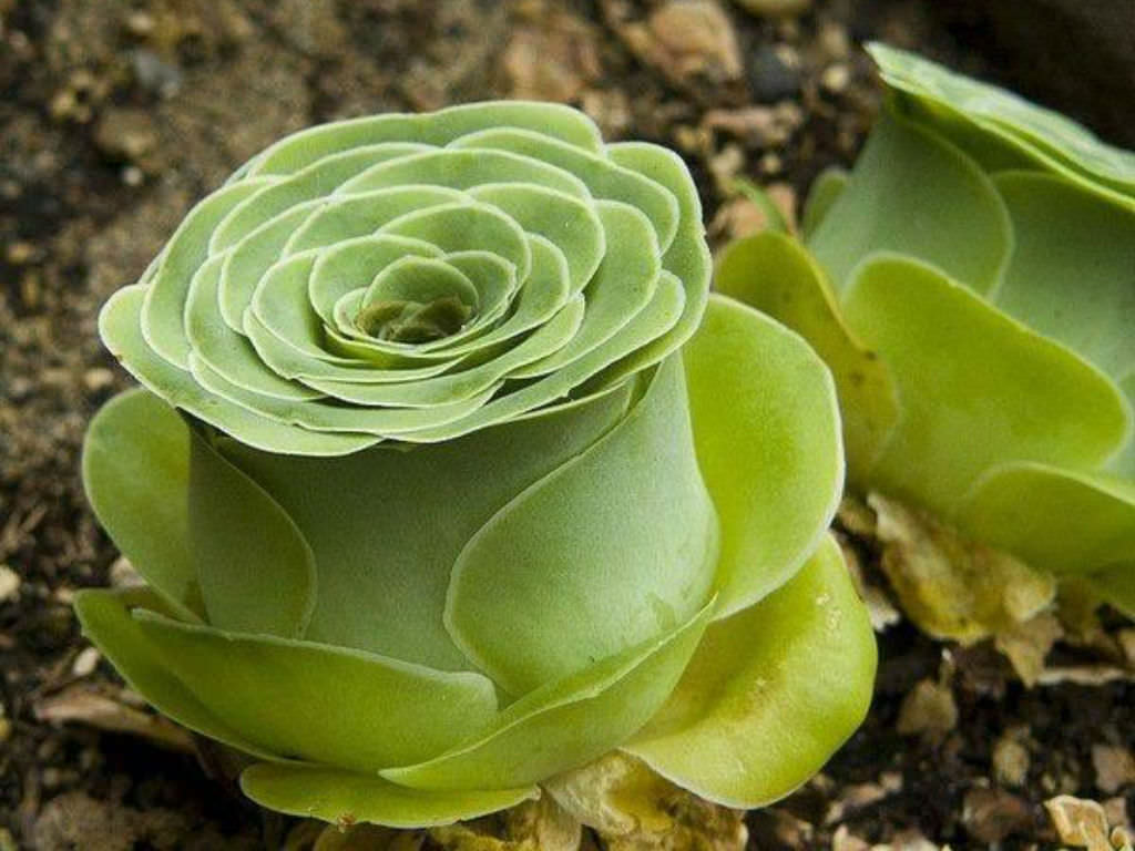 Green Aeonium Greenovia Flower seeds for Planting - Seasonal Bloomer, Heirloom & GMO Free Seeds for Home Garden