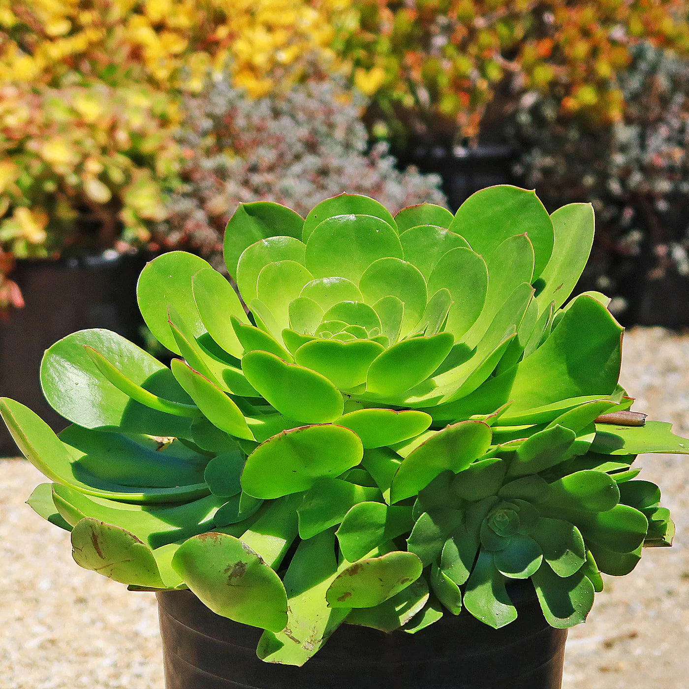 Canary Aeonium Flower seeds for Planting Pollinator Friendly Heirloom & GMO Free Seeds for Home Garden