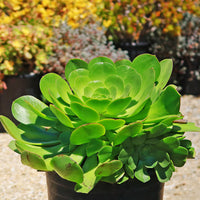 Canary Aeonium Flower seeds for Planting Pollinator Friendly Heirloom & GMO Free Seeds for Home Garden