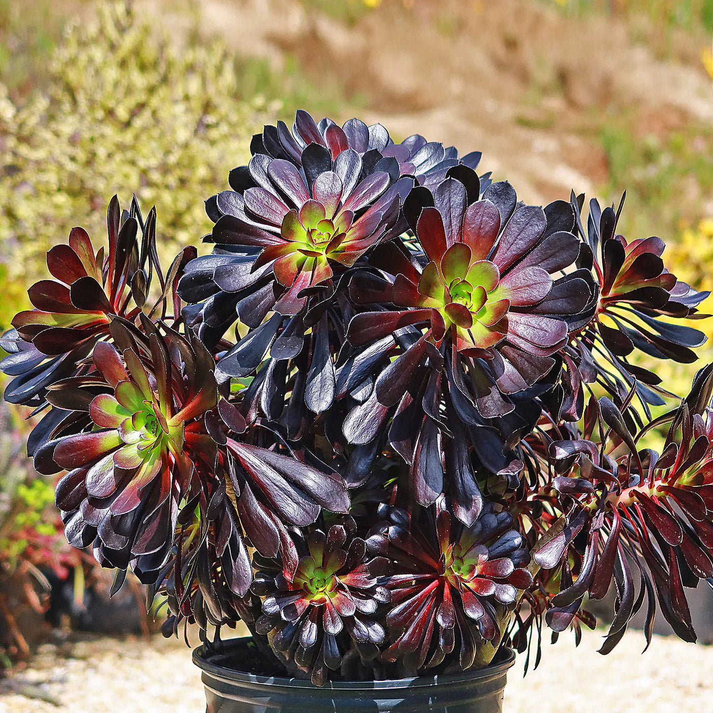 Aeonium Flower seeds for Planting Seasonal Bloomer Heirloom & GMO Free Seeds for Home Garden