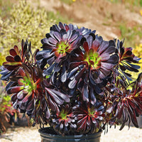 Aeonium Flower seeds for Planting Seasonal Bloomer Heirloom & GMO Free Seeds for Home Garden