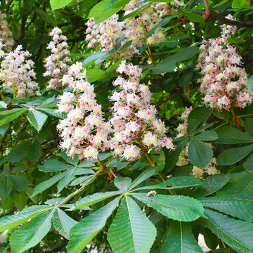 Horse Chestnut Flower seeds for Planting Compact Growth Heirloom & GMO Free Seeds for Home Garden