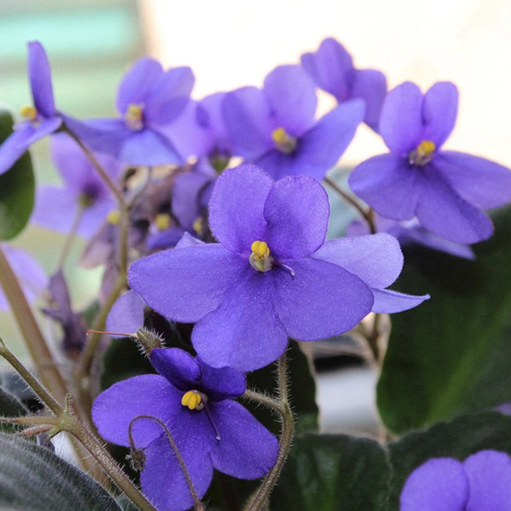 Heirloom Saintpaulia Flower seeds for Planting Cut Flower Favorite Heirloom & GMO Free Seeds for Home Garden