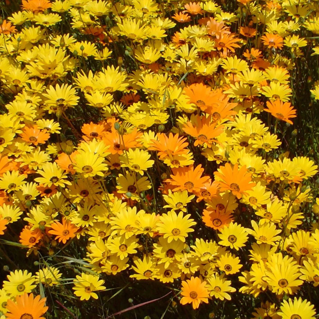 Dimorphotheca Flower seeds for Planting Shade Tolerant Heirloom & GMO Free Seeds for Home Garden