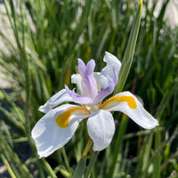 Iridioides Flower seeds for Planting Pollinator Friendly Heirloom & GMO Free Seeds for Home Garden