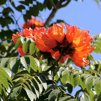 African Tulip Tree Seeds for Growing Tropical Flowering Trees