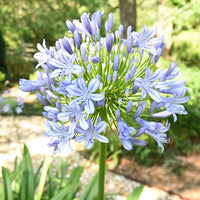 Light Blue Agapanthus Flower seeds for Planting - Fragrant Blossoms, Heirloom & GMO Free Seeds for Home Garden