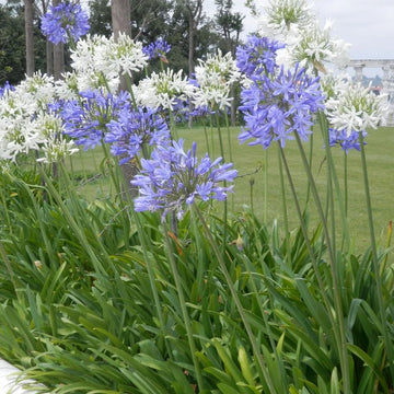 Mix Agapanthus Flower Planting Seeds - Vibrant Perennial Seeds for a Beautiful Garden