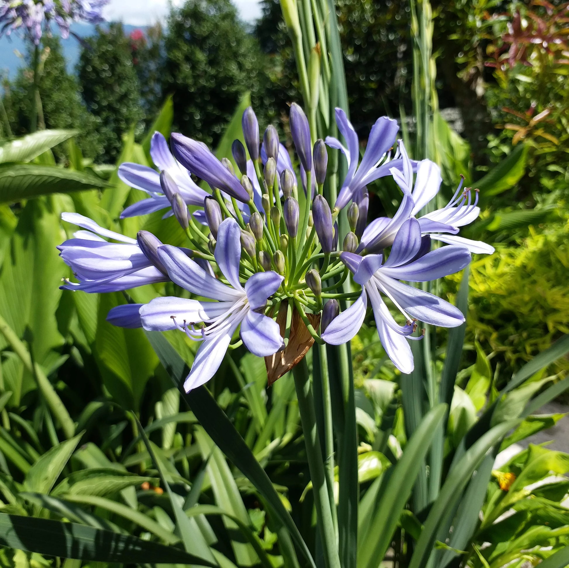 Agapanthus Africanus Flower seeds for Planting - Shade Tolerant, Heirloom & GMO Free Seeds for Home Garden
