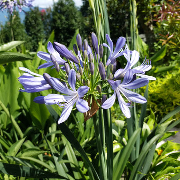 Agapanthus Africanus Flower seeds for Planting - Shade Tolerant, Heirloom & GMO Free Seeds for Home Garden