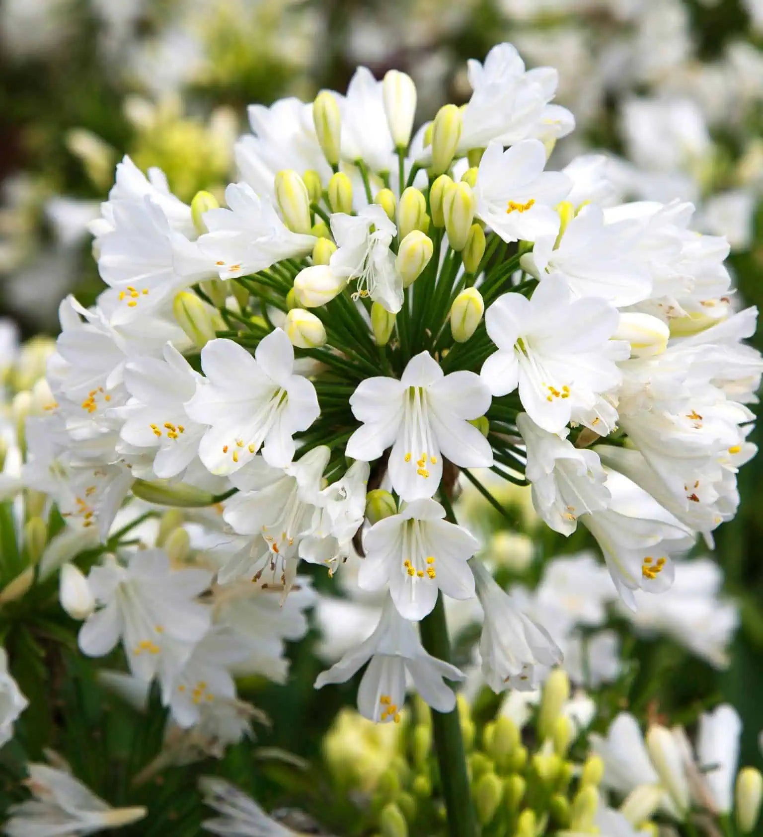 White Agapanthus Flower Seeds for Planting - Stunning Perennial Blooms