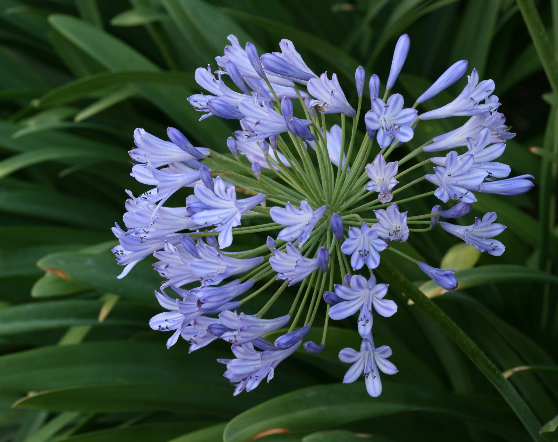 Light Blue Agapanthus Flower seeds for Planting - Fragrant Blossoms, Heirloom & GMO Free Seeds for Home Garden