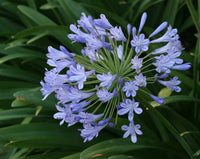 Light Blue Agapanthus Flower seeds for Planting - Fragrant Blossoms, Heirloom & GMO Free Seeds for Home Garden