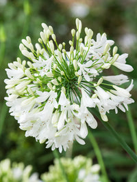 Agapanthus Flower seeds for Planting - Pollinator Friendly, Heirloom & GMO Free Seeds for Home Garden