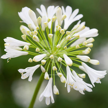 White Agapanthus Flower seeds for Planting - Cottage Garden Essential, Heirloom & GMO Free Seeds for Home Garden