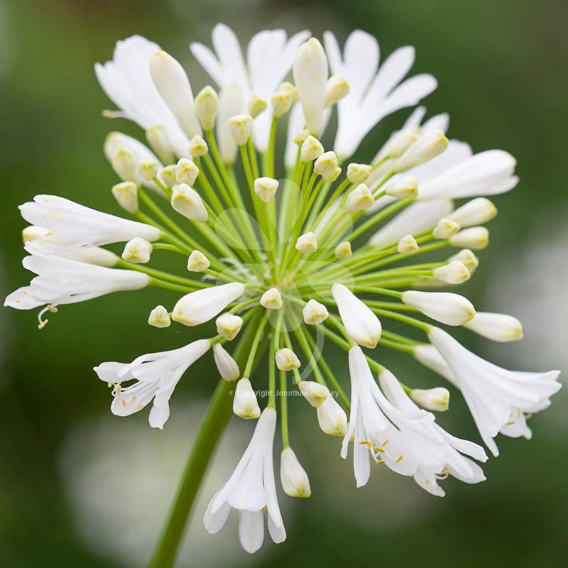 White Agapanthus Flower seeds for Planting - Cottage Garden Essential, Heirloom & GMO Free Seeds for Home Garden