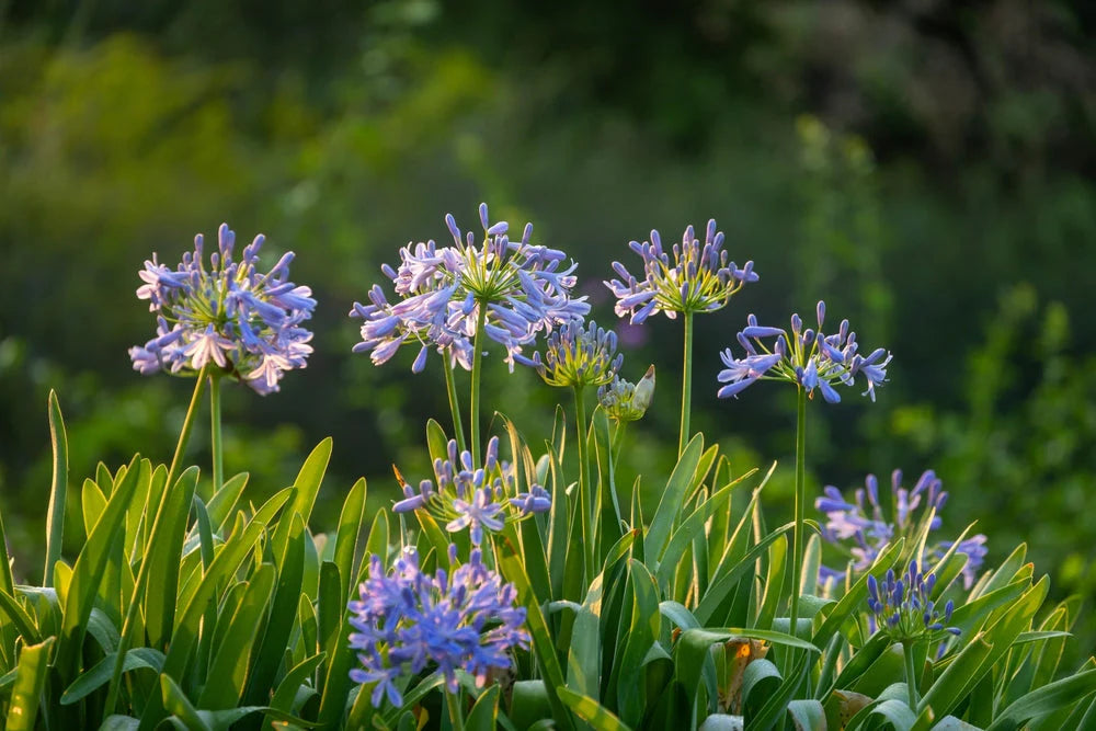 Agapanthus Africanus Flower seeds for Planting - Shade Tolerant, Heirloom & GMO Free Seeds for Home Garden
