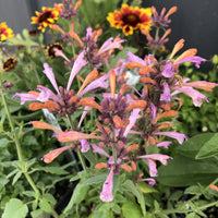 Agastache Arizona Sunset Flower seeds for Planting, Perfect for Borders Heirloom & GMO Free Seeds for Home Garden