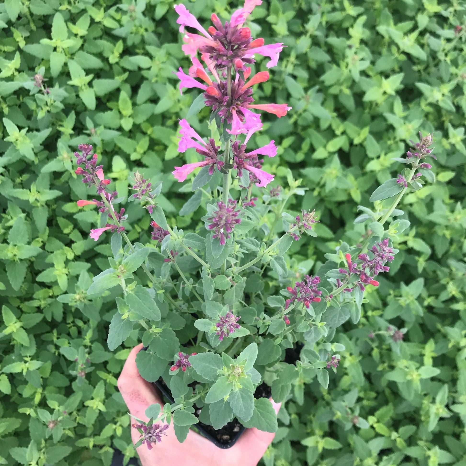 Agastache Arizona Sunset Flower seeds for Planting, Perfect for Borders Heirloom & GMO Free Seeds for Home Garden