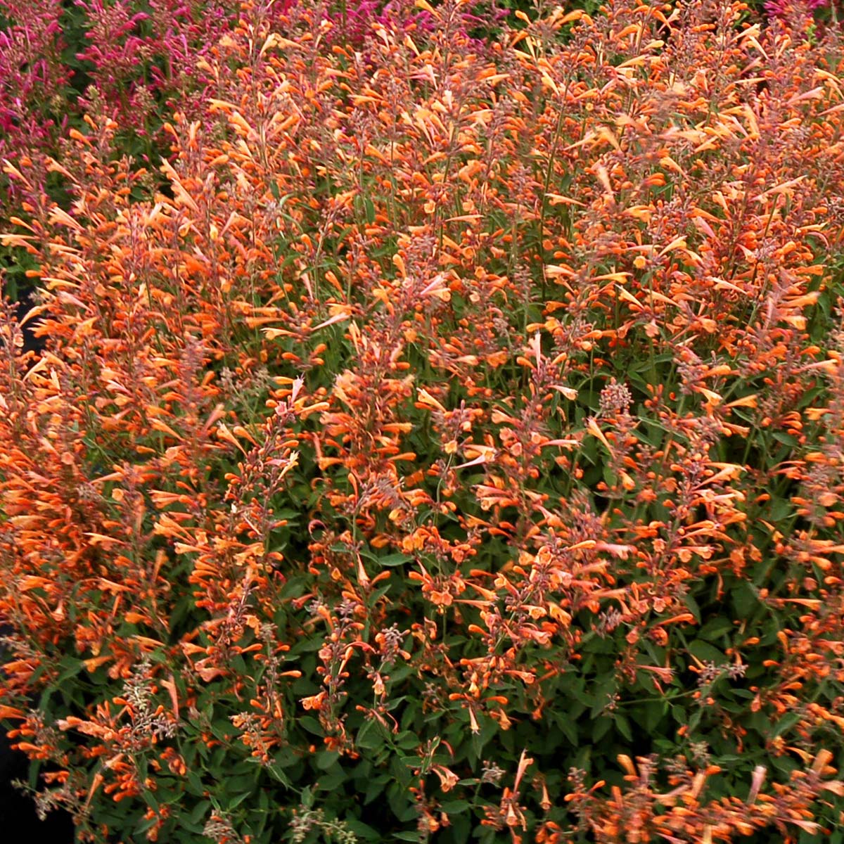 Orange Agastache Navajo Flower seeds for Planting - Pollinator Friendly, Heirloom & GMO Free Seeds for Home Garden