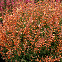 Orange Agastache Navajo Flower seeds for Planting - Pollinator Friendly, Heirloom & GMO Free Seeds for Home Garden