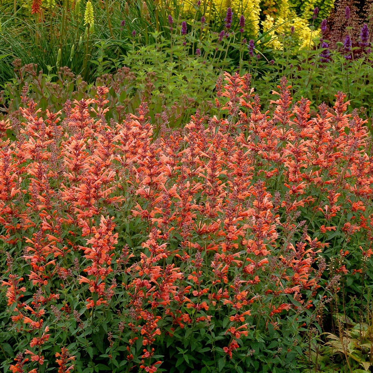 Orange Agastache Navajo Flower seeds for Planting - Pollinator Friendly, Heirloom & GMO Free Seeds for Home Garden