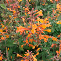 Agastache Flower seeds for Planting Compact Growth Heirloom & GMO Free Seeds for Home Garden
