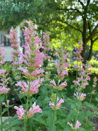 Agastache Arizona Sunset Flower seeds for Planting, Perfect for Borders Heirloom & GMO Free Seeds for Home Garden