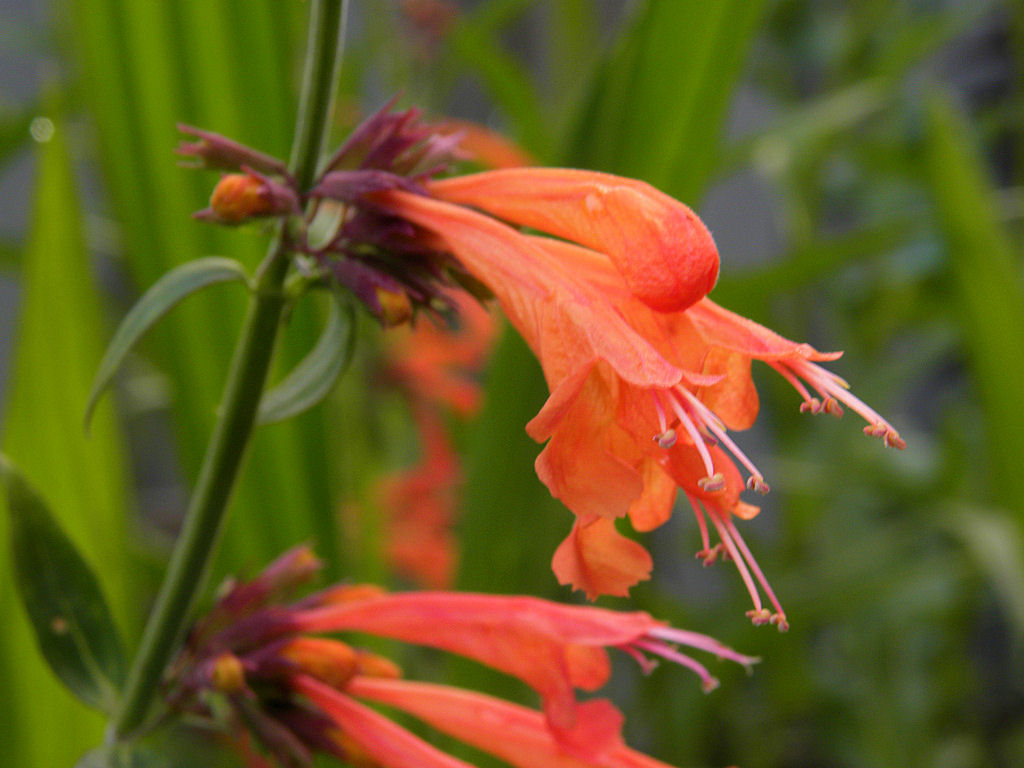 Orange Agastache Navajo Flower seeds for Planting - Pollinator Friendly, Heirloom & GMO Free Seeds for Home Garden