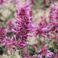 Agastache Cana Flower Seeds - Unique Ground Cover for Exotic Blooms