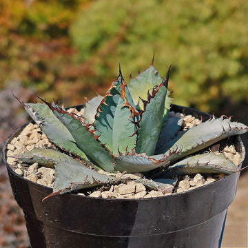 Blue Agave Titanota Flower seeds for Planting Compact Growth Heirloom & GMO Free Seeds for Home Garden
 
 Sale