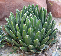 Agave Victoriae Flower seeds for Planting Compact Growth Heirloom & GMO Free Seeds for Home Garden