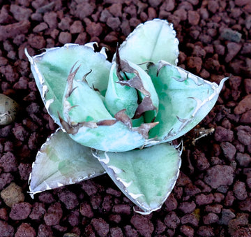 Blue Titanota Flower seeds for Planting Hardy Variety Heirloom & GMO Free Seeds for Home Garden 
 
 Sale