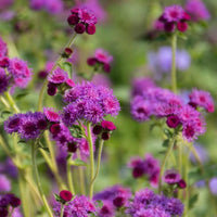Red Ageratum Flower seeds for Planting Seasonal Bloomer Heirloom & GMO Free Seeds for Home Garden 
 
 Sale