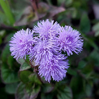 Ageratum Flower seeds for Planting Fragrant Blossoms Heirloom & GMO Free Seeds for Home Garden