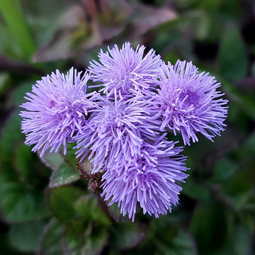 Floss Flower seeds for Planting - Low Maintenance, Heirloom & GMO Free Seeds for Home Garden